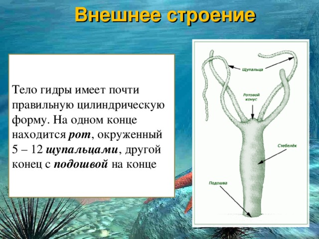 Кракен зеркало рабочее на сегодня